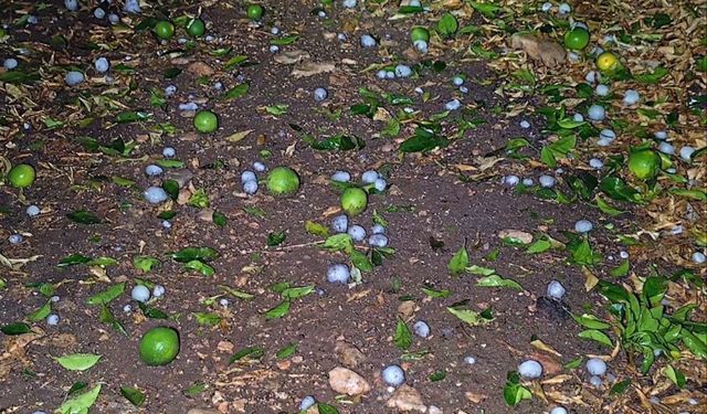 Adana'da Çiftçilerin Kabusu! Dolu Narenciye Bahçelerini Vurdu