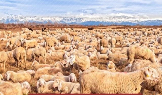 Adana’da Üreticilere 13 Milyon 499 Bin 880 TL Destek Ödemesi