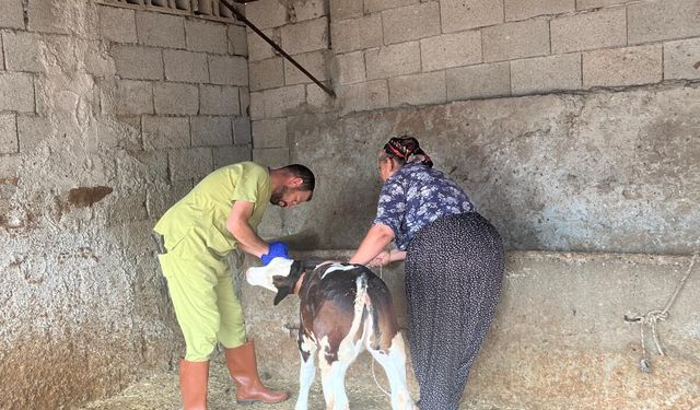 Kozan’da Hayvanlar İçin Seferberlik! Şap Aşılaması Başladı