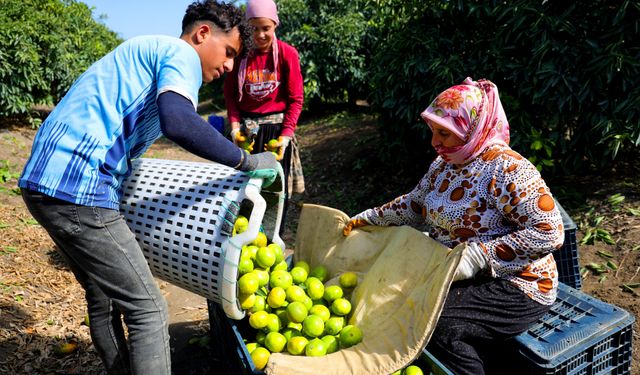 Adana’da Mandalina Hasadı Başladı: 1 Milyon 165 Bin Ton Rekolte Bekleniyor