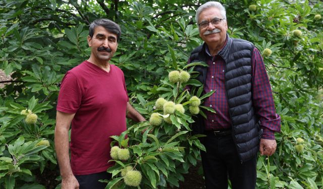 Saimbeyli ve Feke İçin Yeni Gelir Kapısı: Naci Yıldızan Kestane Üretiminde Ezber Bozdu!