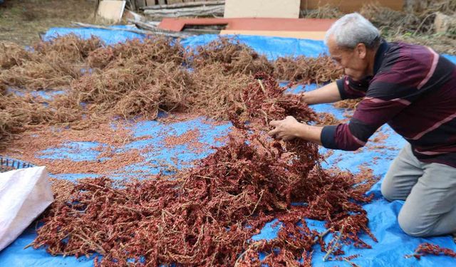 20 Yıl Önce Başladı, Kilosu 900 TL’ye Ulaştı! Adana’da Sumak Hasadı Başladı