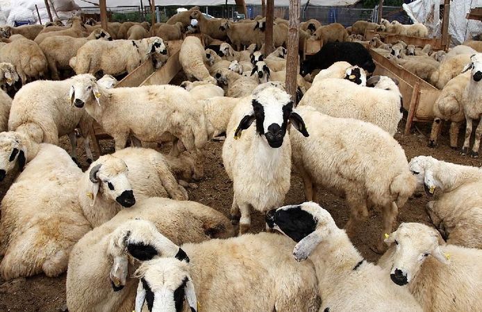 Herkesin merak ettiği rakamlar belli oldu! İşte kurbanlık fiyatları