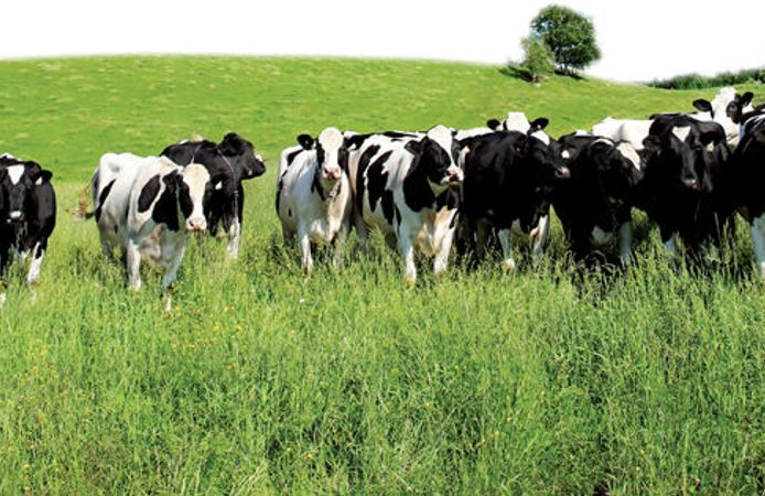 Besiciler Bu Tarihi Kaçırmasın! 480 Bin Baş İçin Başvurular Başladı
