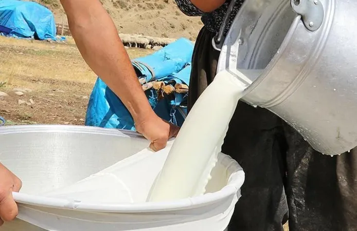 Süt Fiyatları Neden Artıyor? Üretimdeki Büyük Düşüş
