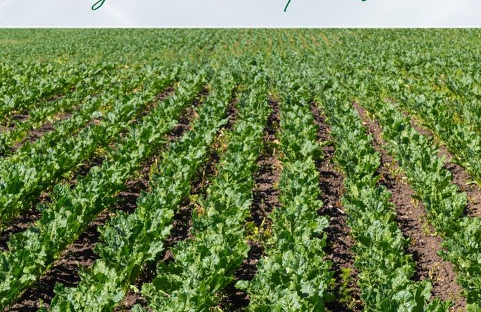 Bakan Yumaklı Müjdeyi Verdi: Pancar Üreticisine 2,7 Milyar Liralık Dev Avans Desteği