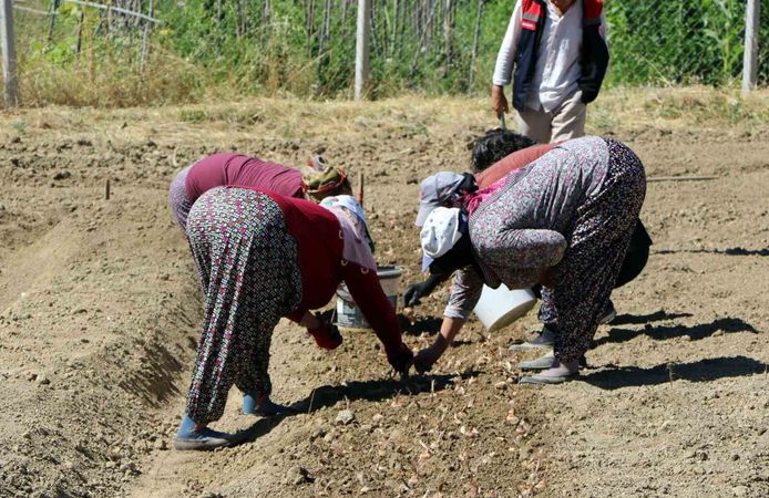 Kilosu 600 Bin Liralık Baharatın Yeni Sezon Dikimi Başladı