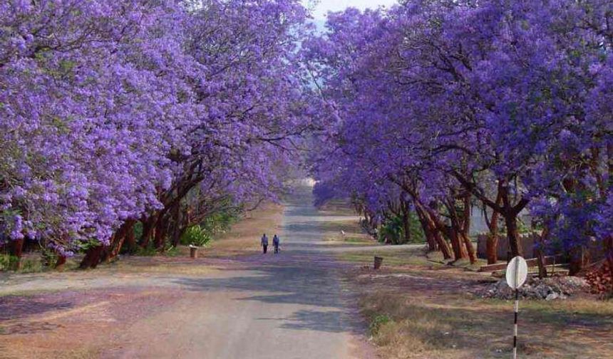 Bir Proje Daha mı Raflara Kalktı? Jakaranda’nın Hüzünlü Hikayesi
