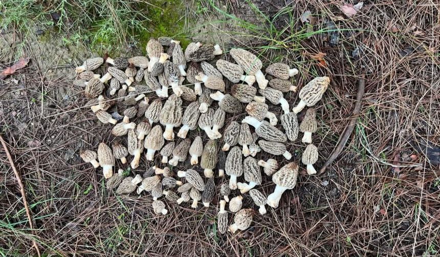 Feke Ormanlarında Kilosu 1500 TL'lik Gelir