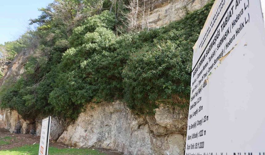 Adana'da Sazlı Sözlü Bahar Kutlaması: 4 Bin Yıllık Gölgenin Altında Aşıklık Geleneği