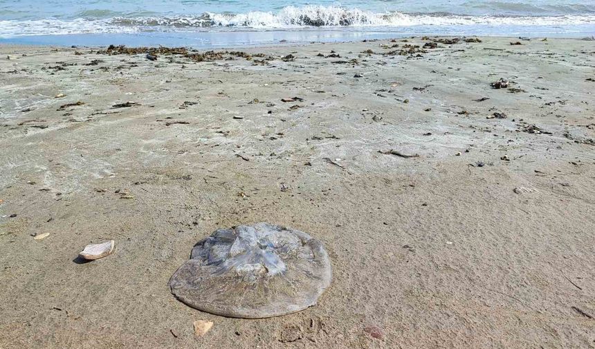 Yumurtalık Sahilinde Korkutan Manzara: Onlarca Denizanası Kıyıya Vurdu
