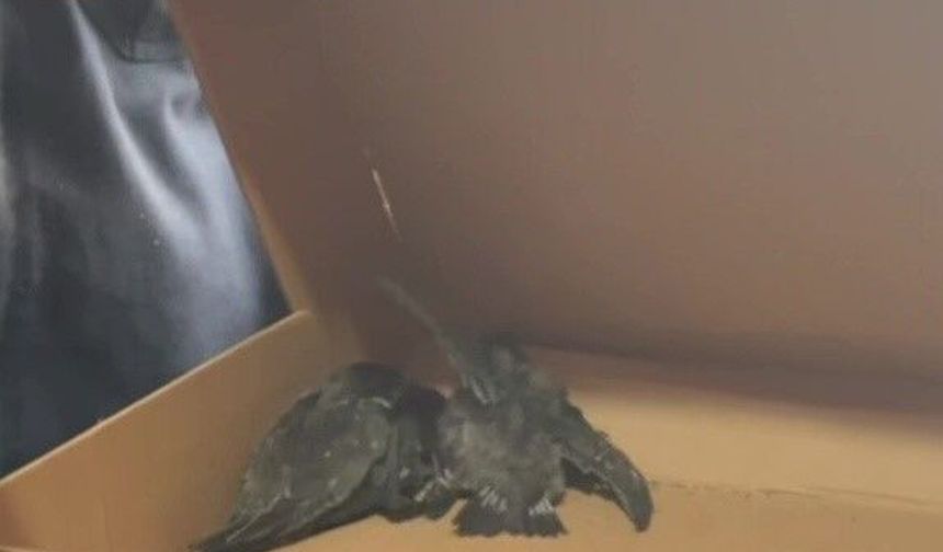 Adana’da Seferberlik! Havalandırma Borusundaki Kuşlar İçin Zamanla Yarış
