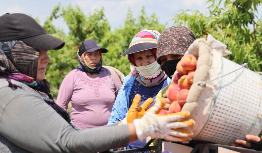 Adana’da Erkenci Şeftali Sezonu Açıldı