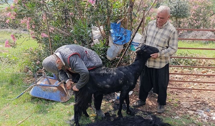 Kozan’da Keçiler Kırkılarak Yaza Hazırlanıyor