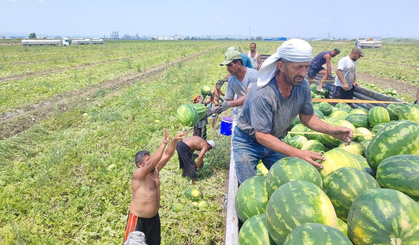 Adana'da Zorlu Mesai! 45 Dereceyi Bulan Sıcakta Karpuz Mesaisi