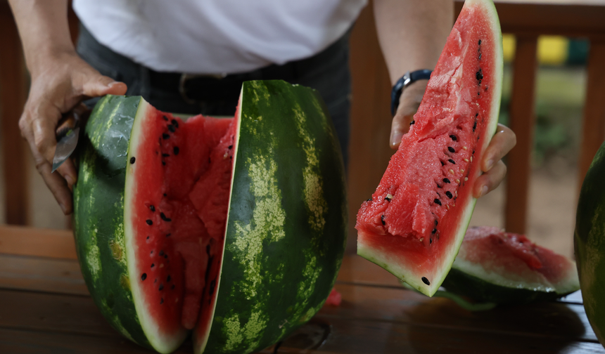 Adana'dan Karpuz Tüyosu! İyi Karpuzun Sırrı Sapında Gizli