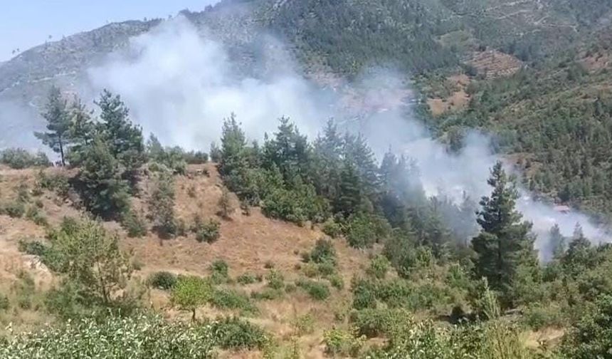 Adana Feke'de Orman Yangını: Ekipler Bölgede