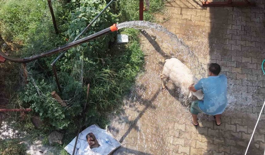 Adana’da Sıcaklık 40 Dereceyi Aştı: Koyun ve Keçilerini Böyle Serinletiyor