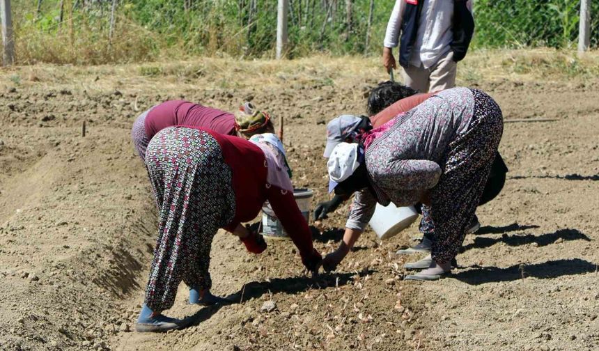Kilosu 600 Bin Liralık Baharatın Yeni Sezon Dikimi Başladı
