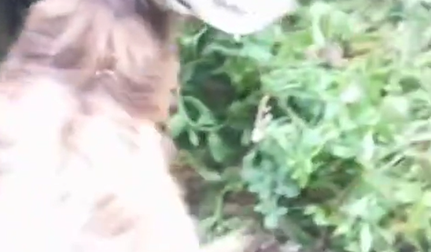 Menfez Altında Sıkışan Keçiye İtfaiye Yetişti