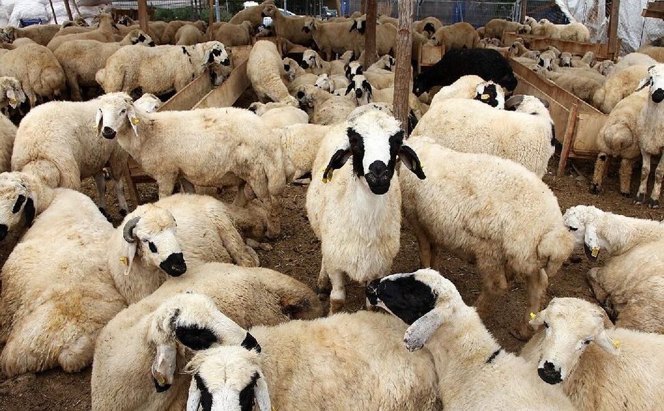 Diyanet 2026 Kurban Vekalet Ücretlerini Açıkladı! İşte Yurt İçi ve Yurt Dışı Rakamları!