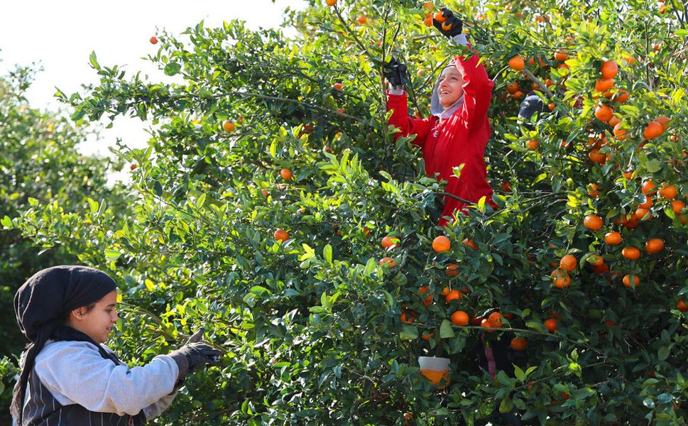 Adana’da Mandalina Üreticilerinin Beklediği Haber: Hasat Tarihi Belli Oldu