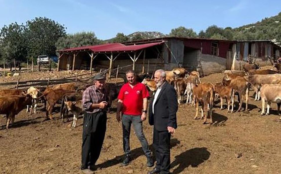 Adana’nın Yerli Irkı “Güney Sarısı”nda Verim Artışı: Üreticiler Memnun