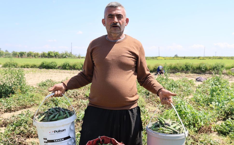 Hamsi Değil, Bezelye