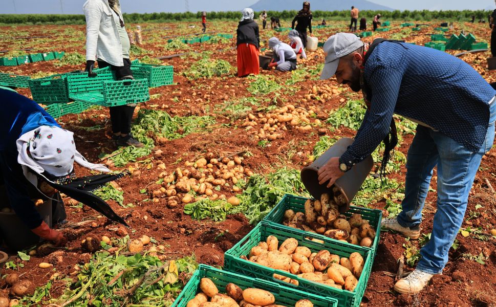 Adana’da Patates Alarmı: Rekolte Düştü, Fiyat Yükseldi