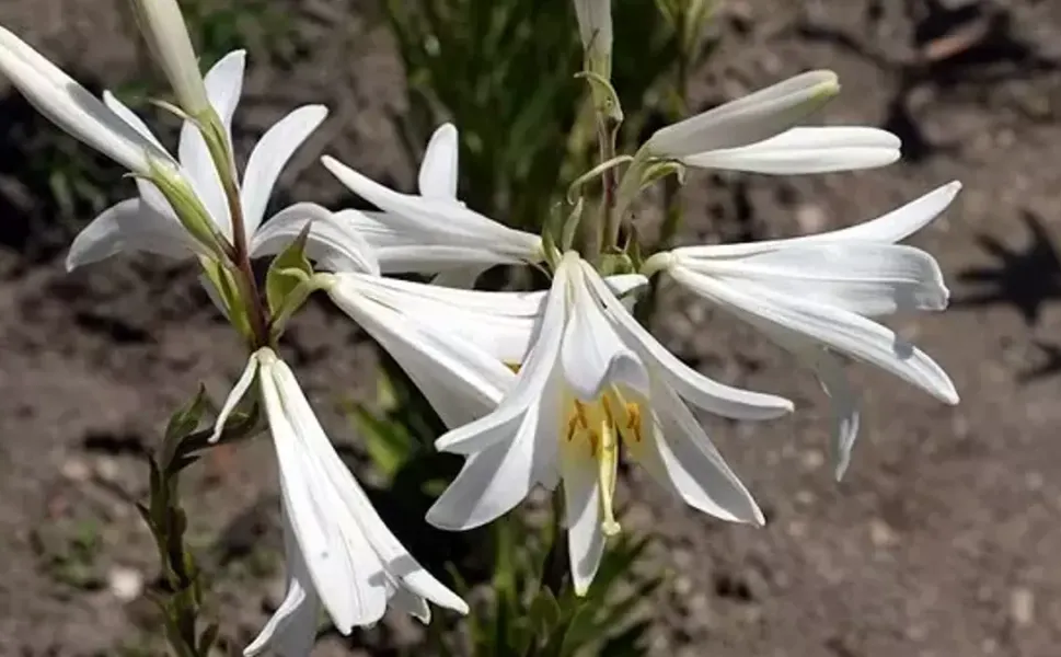 Kozan’da 'Beyaz Altın' Dönemi:  Akzambak Seferberliği