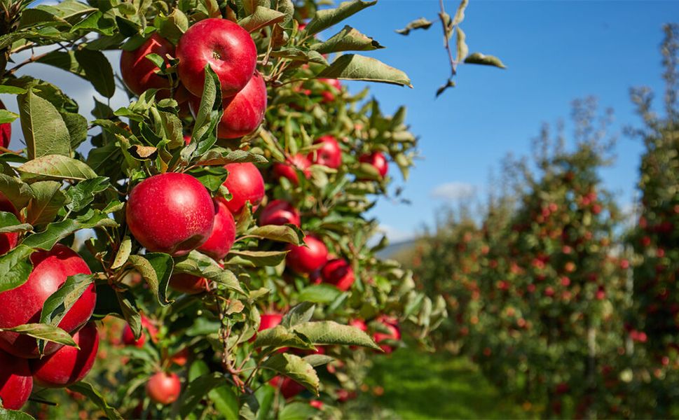 Elma Üreticisi Alarm Veriyor: Maliyetler Katlandı, Zirai Don Tehlikesi Bitmedi