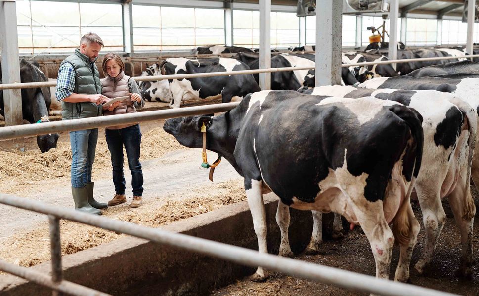 Maliyetler Katlanıyor.. Süt Üretimi Düşüyor....