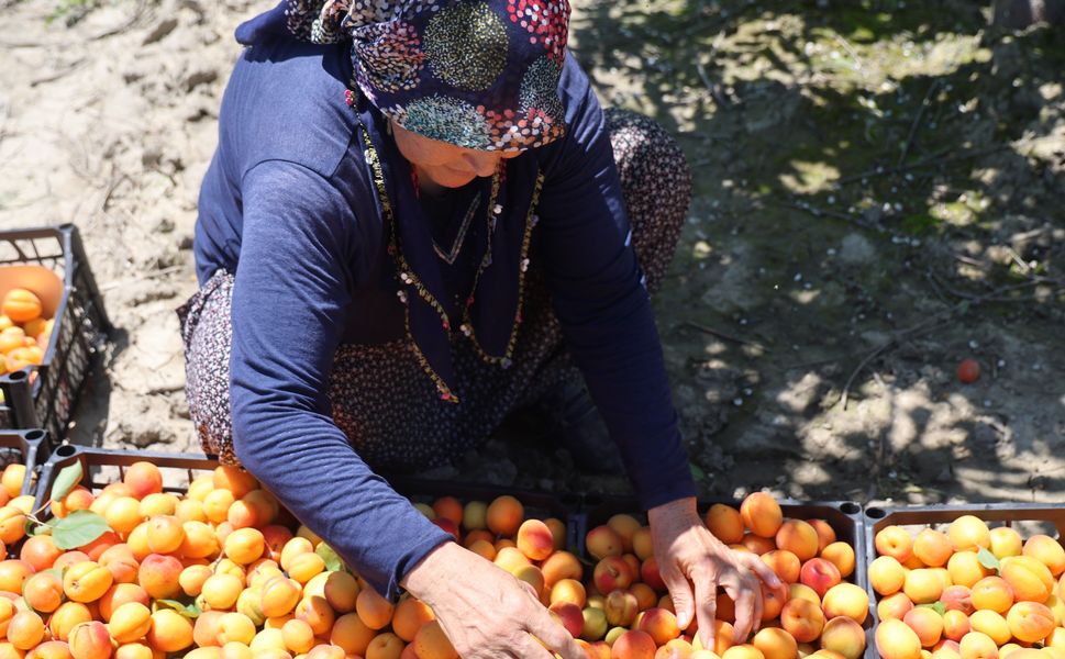 Hasat Zamanı: Kozan’da Kayısı Mesaisi Başladı