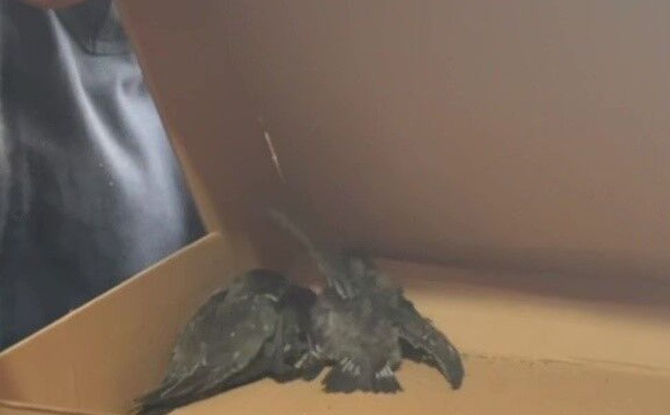 Adana’da Seferberlik! Havalandırma Borusundaki Kuşlar İçin Zamanla Yarış