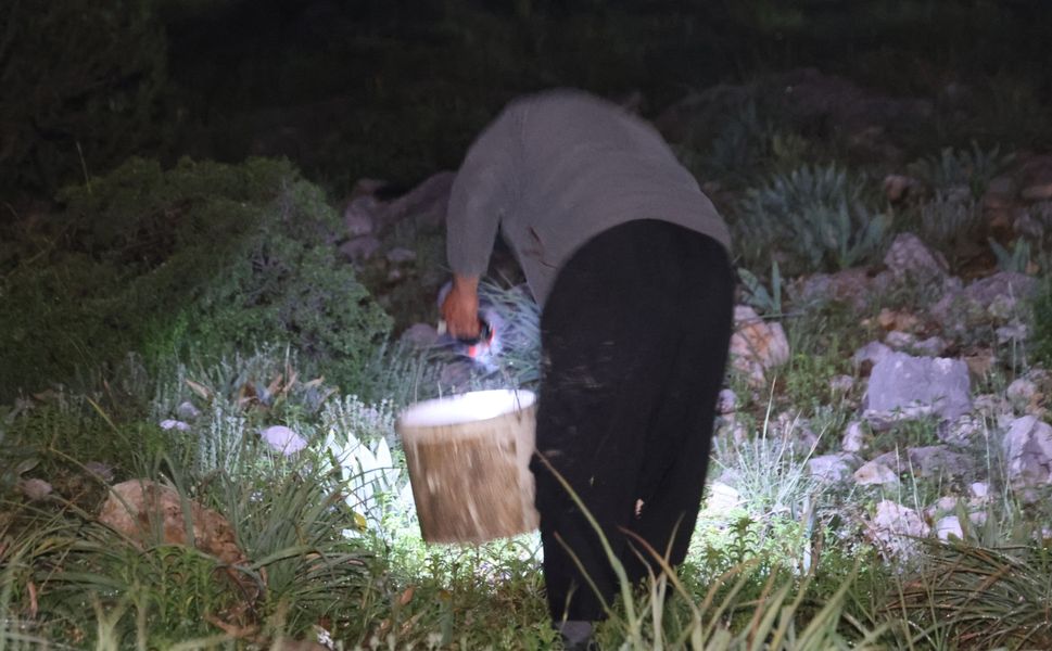 Kozan’da Salyangoz Mesaisi: Kilosu 35 Liradan Satılıyor