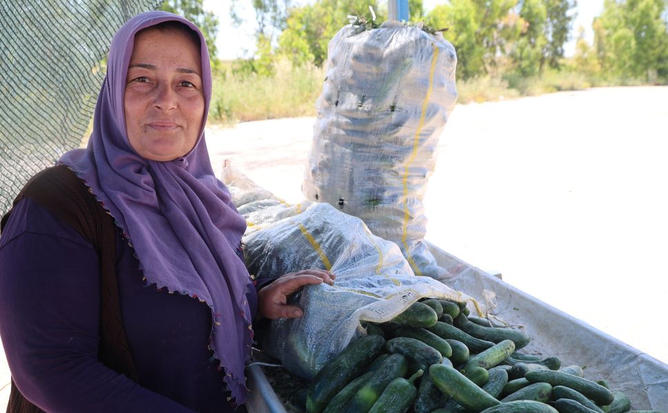 Adana  Ata Tohumu Salatalığı Hasadı Başladı