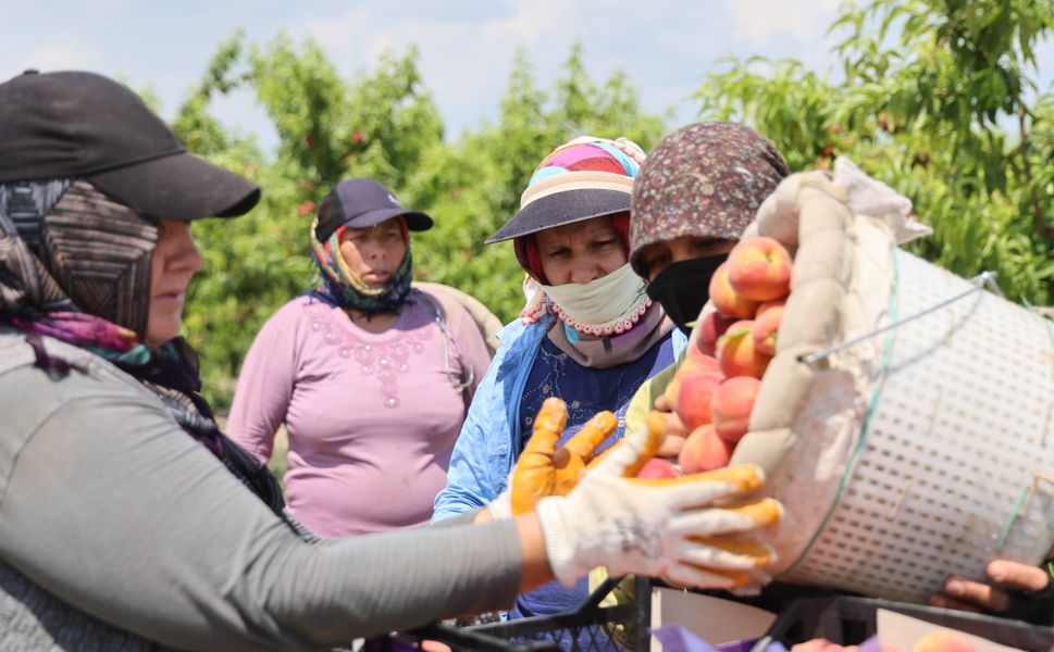 Adana’da Erkenci Şeftali Sezonu Açıldı