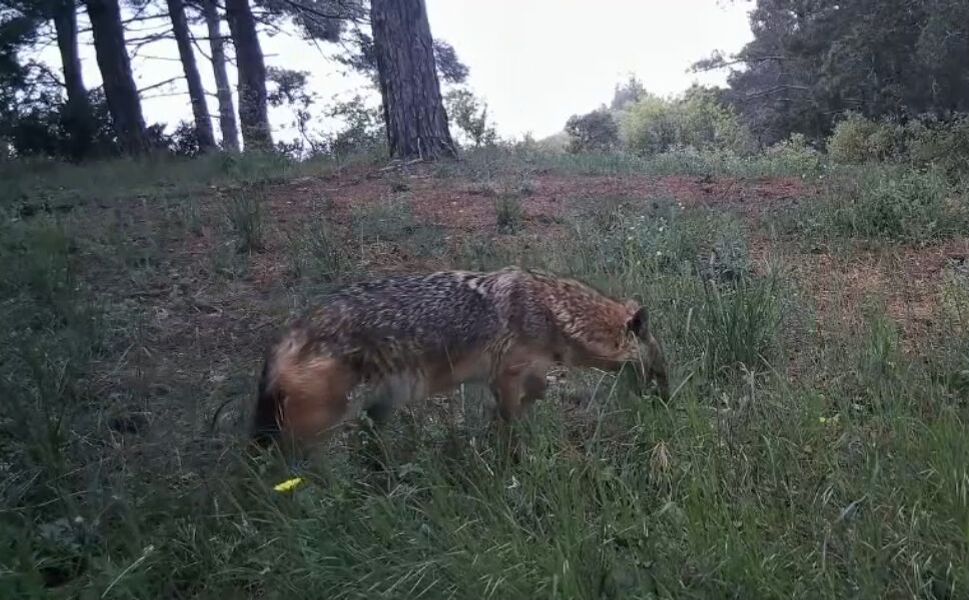 Ganos Dağları’nda Gizli Yaşam