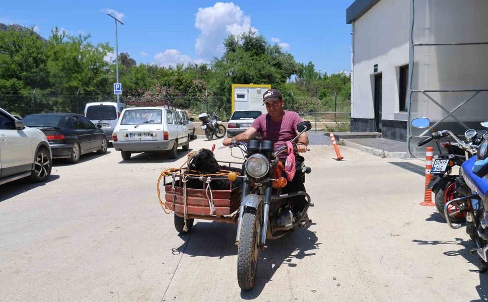 Adana’da Gören Dönüp Bir Daha Baktı! Keçileri Motosiklet Sepetinde Taşıdılar