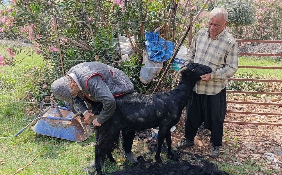 Kozan’da Keçiler Kırkılarak Yaza Hazırlanıyor