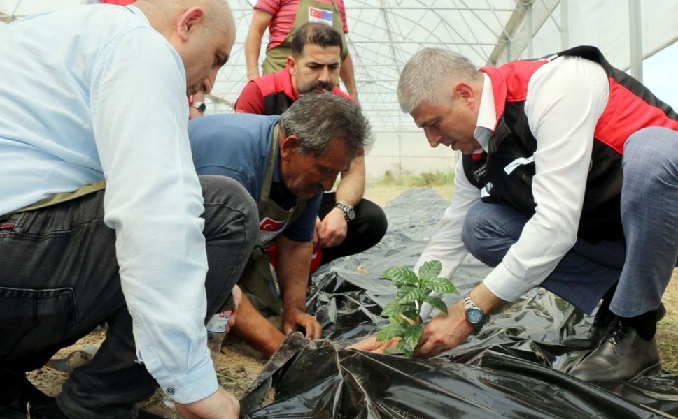 Adana’da Bir İlk: Kahve Üretimi İçin İlk Fidan Toprakla Buluştu