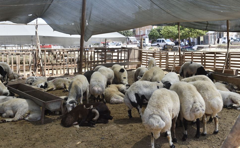 Kurban Bayramı Öncesi Dolandırıcılık Alarmı! “Belgesiz Para Vermeyin”