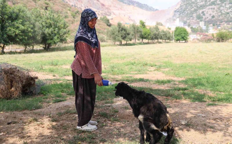 Adana'da Yürek Isıtan Olay! Kör Oğlak Anne Sevgisini Hayriye Teyzede Buldu