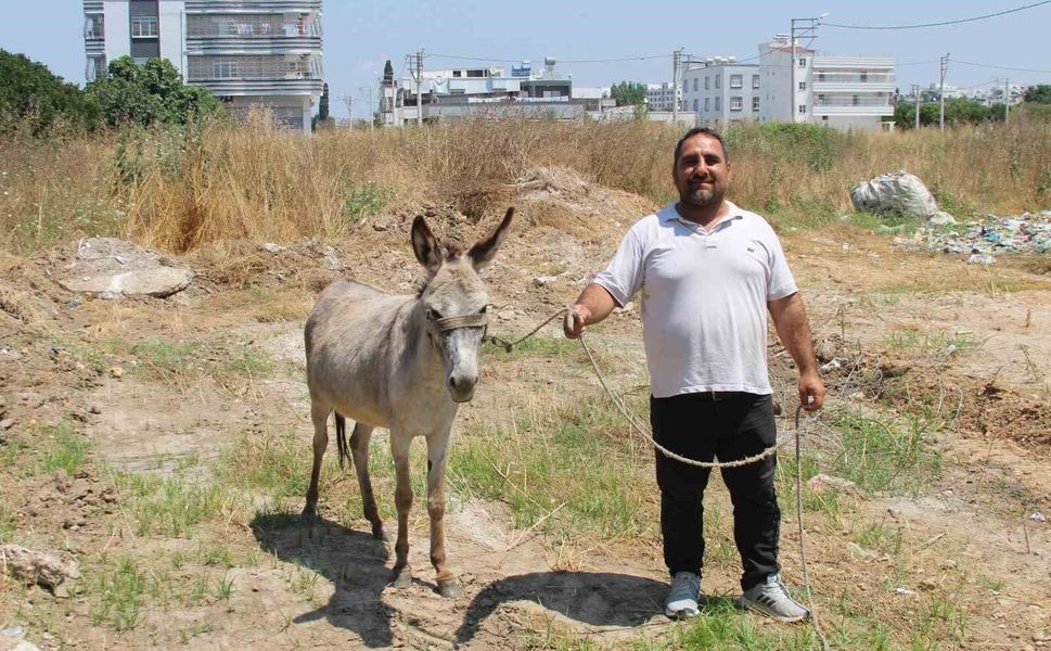 Adanalılar Seferber Oldu! Sahipsiz 2 Eşeğin Sahibini Arıyorlar