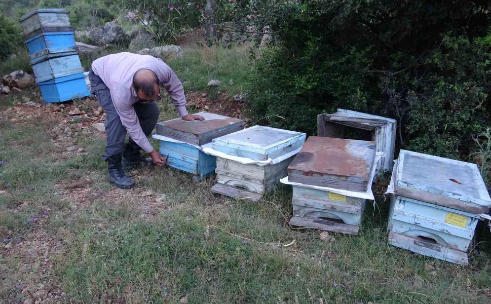 Kozan'da Bal Üretimi ve Arıcılık: Yayla Sezonu Başladı