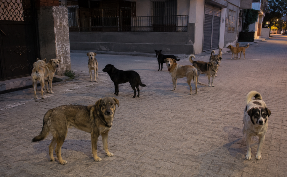 Adana’da Sokak Köpeği Endişesi: Mahalle Sakinleri Çözüm Bekliyor