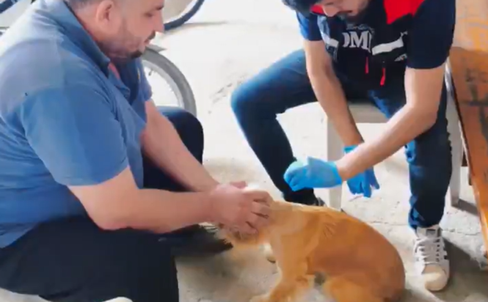 Adana Evcil Hayvan Mikroçip Uygulaması Başladı