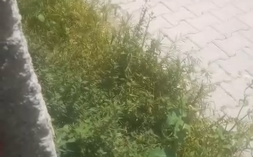 Adana'nın Göbeğinde Ot İstilası! Mahalle Sakinleri Tepkili