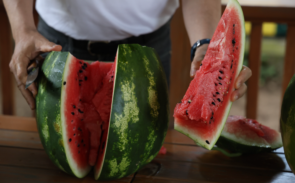 Adana'dan Karpuz Tüyosu! İyi Karpuzun Sırrı Sapında Gizli