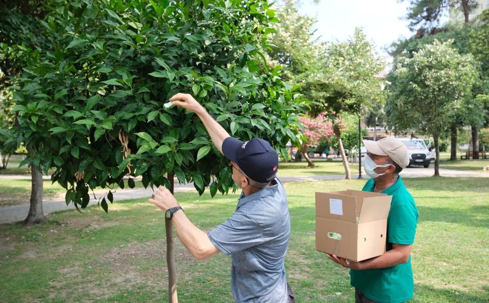 Adana'da Parklarda Doğal Mücadele Başladı! Yararlı Böcekler Doğaya Salındı